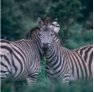 second example image of users profile picture in comment section, two zebras